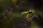 Araignée Micrommata ligurinum