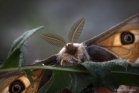 Petit paon de nuit (Saturnia pavonia)