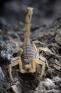 Scorpion languedocien