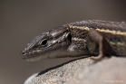 Lézard Psammodrome algire