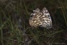 Échiquier d'Occitanie (Melanargia occitanica)