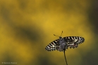 Proserpine (Zerynthia rumina)