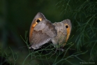 Accouplement de Myrtils (Maniola jurtina)