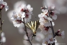 Flambé (Iphiclides podalirius) sur des fleurs d'amandier