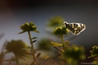 Marbré-de-vert (Pontia daplidice)