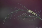 Chenille de Machaon