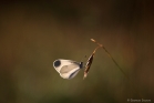 Piéride de la moutarde (Leptidea sinapis)