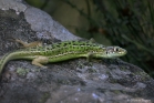 Lézard vert