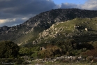 Monts de Saint Guilhem