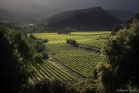 Vignoble de Roquebrun