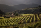 Vignoble de Roquebrun