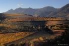 Vignes en terrasses, vallée de l'Orb