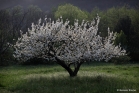 Cerisier, vallée du Jaur