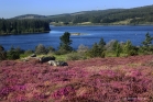 Lac de Vesoles