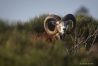 Mouflon