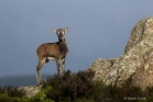 Jeune mouflon