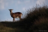 Jeune mouflon, massif du Caroux, Parc Naturel du Haut-Languedoc