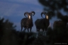 Mouflons, massif du Caroux, Parc Naturel du Haut-Languedoc