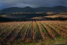 Vignoble de Faugères