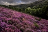 Lande à bruyère, Caroux-Espinouse