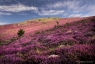 Lande à bruyère, Caroux-Espinouse