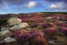 Lande à bruyère, Caroux-Espinouse