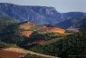 Vignoble de Berlou, Parc Naturel du Haut-Languedoc