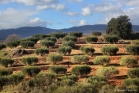 Olivettes en terrasses, Saint-Jean de la Blaquière