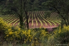 Vallée de la Lergue (Le Bosc)