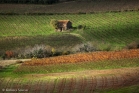 Le Bosc, vallée de la Lergue