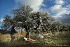 Cueillette des olivres, Saint-Jean de la Blaquière