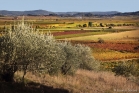 Vignes et oliviers en Minervois, près de Cesseras