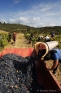 Corbières (vendanges à Cascastel)