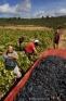 Corbières (vendanges à Cascastel)