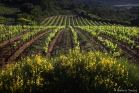 Vigne et genêts près de Cruzy