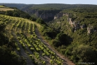 Vigne en bordure des gorges de la Cesse