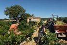 Minervois (vendanges à Saint-Jean de Minervois)