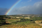 Vignoble près de Minerve