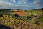 Vignes et garrigue près de La Livinière