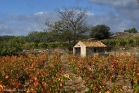 Vigne et maset en Minervois (La Livinière)