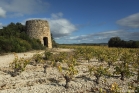 Saint-Jean de Minervois, vigne et ancien moulin