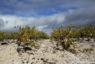 Terroir calcaire, vignoble de Saint-Jean de Minervois