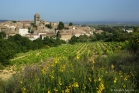 La Livinière, vigne et genêts