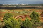 Le vignoble entre Montouliers et Quarante