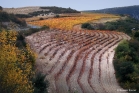 Minervois (gorges de la Cesse)