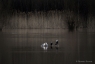 Cormorans et goélands