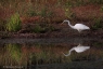 Grande aigrette