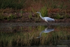 Grande aigrette