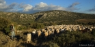 Causse de Montpeyroux