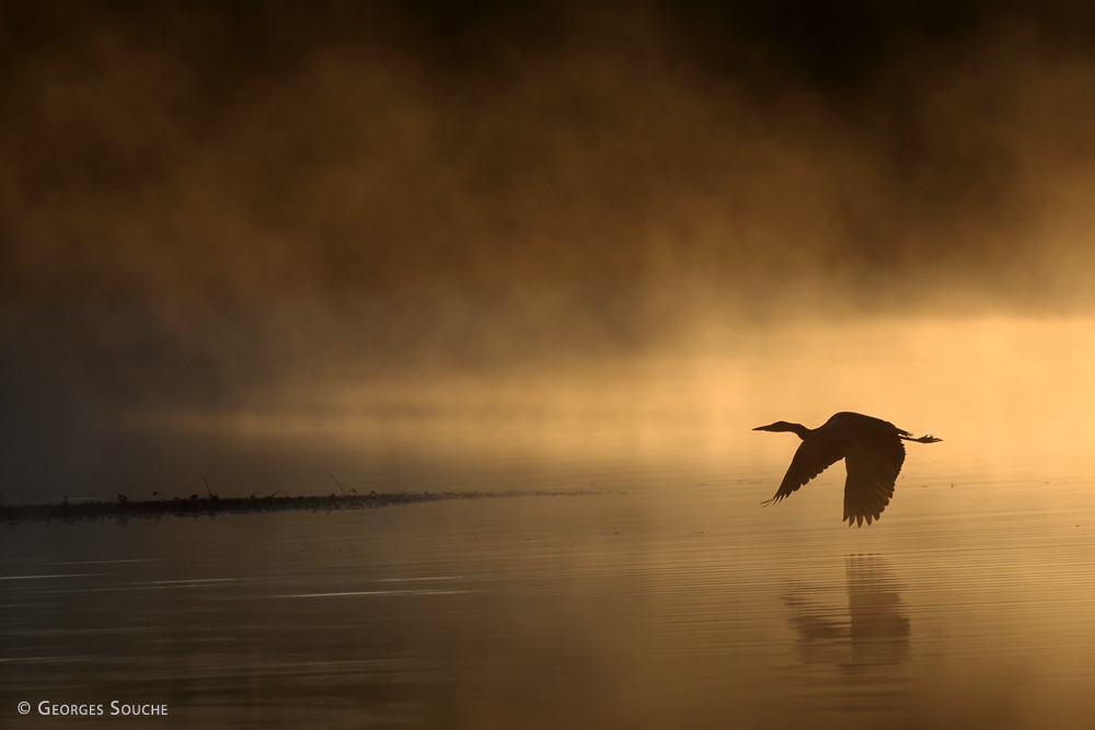 Grande aigrette. Lac du Salagou 2015